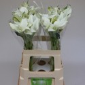 calla Crystal Blush blanc - van Schie Calla's