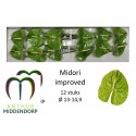 anthurium midori vert IMP - AnthurMiddendorp