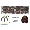 anthurium SHOWTIME - AnthurMiddendorp