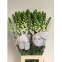 muflier POTO blanc - Flowertrade Plus