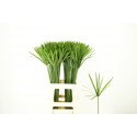 Cyperus Glaber - Ter Haar Ornamental Fl