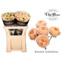 R branchue SWEET CATALINA+ - Vip Roses by...