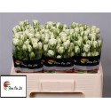 R branchue SNOWFLAKE - Flora Ola Ltd.