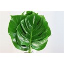 Monstera feuillage - Kwekerij Figaro