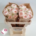 R GR VICTORIA BRIDE+ - Wans Roses