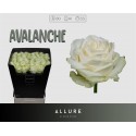 R GR AVALANCHE+ - Allure