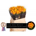 R GR CATALUNYA+ - M & D vd Hulst Rozen