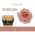 R GR DORIS DAY - Berg RoseS