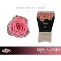 R GR SOPHIA LOREN - Berg RoseS