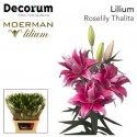 lilium double THALITA - Moerman Lilium BV