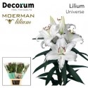 lilium Universe blanc - Moerman Lilium BV