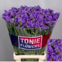 statice CRYST DARK BLU - TONIE Flowers