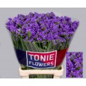 statice CRYST DARK BLU - TONIE Flowers