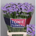 statice donau bleu BIRDS - TONIE Flowers