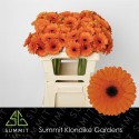 germini CARAMBA - Summit Klondike Gardens