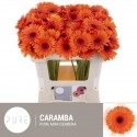 germini CARAMBA - Pure! Gerbera BV