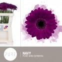 germini NAVY - Pure! Gerbera BV