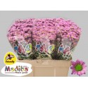 CHR S MAD TANGA PINK - Kees de Jongh Flowers