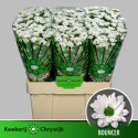 CHR S AAA Bouncer blanc - CHRYWIJK