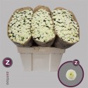 CHR S PIZARRO - Zentoo