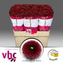 CHR S AAA PURPET RED - van Helvoort Company