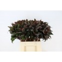 Cordyline Compacta - Ter Haar Ornamental Fl
