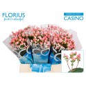hypericum COCO CASINO - Florius BV