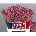 LIM SIN PRINCESS DIA - TONIE Flowers