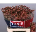 LIM SIN SCARLET DIA - TONIE Flowers