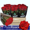 R GR Testarossa rge - PureRoses-GAM vd Berg