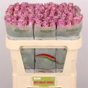 R GR NIGHTINGALE! - Rift Valley Roses