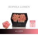 R GR SOPHIA LOREN - Allure