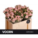 R branchue AEROBIC - Voorn Sprayroses