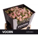 R branchue AEROBIC - Voorn Sprayroses