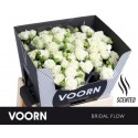 R branchue BRIDAL FLOW - Voorn Sprayroses