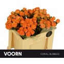 R branchue CORAL BUBBLES - Voorn Sprayroses