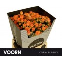 R branchue CORAL BUBBLES - Voorn Sprayroses