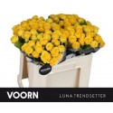 R branchue LUN TRENDSETTER - Voorn Sprayroses