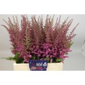ASTIL MAGGIE DALEY - Amazing Astilbe by...