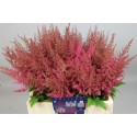 ASTIL AR ELSE SCHLUC - Amazing Astilbe by...