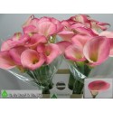 calla Candy rose DREAM - G. DE BOEF en Zn. BV