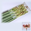 amaryllis GA Ambiance blc - Wubben...