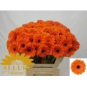 germini BISON - Allure Gerbera