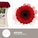 germini NIRVANA - Pure! Gerbera BV