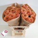 R GR LIVING CORAL - Wans Roses