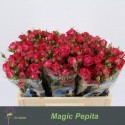 R branchue Magic Pepita - Kwekerij de Opstal