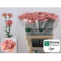 œillet gros LEGE PINK - Divine Flowers