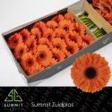 gerbera DUTCH PRIDE - Summit Zuidplas