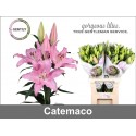 lilium CATEMACO - Gentily