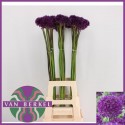 ALLIUM PURPLE SENS - J.M. van Berkel BV